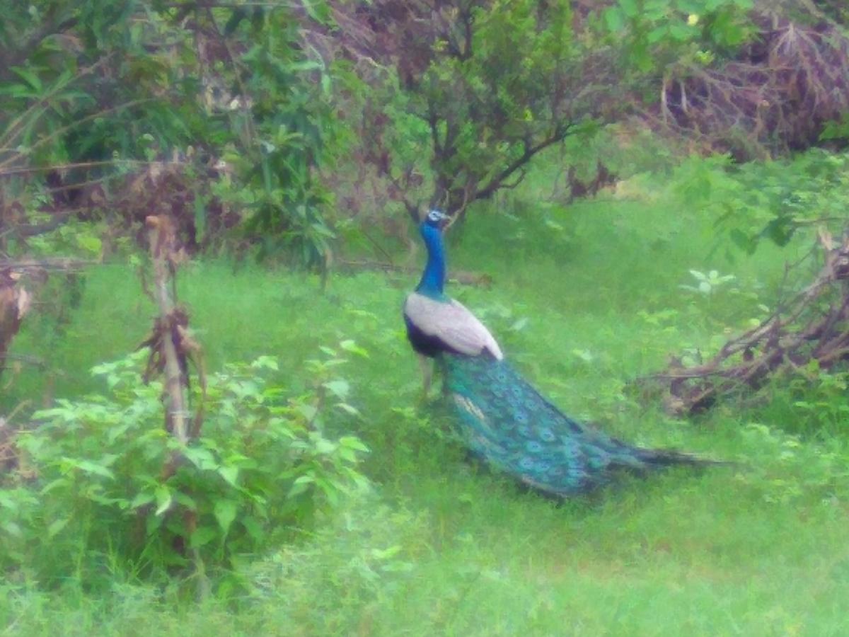 Ranakpur Nature Retreat Sādri 外观 照片